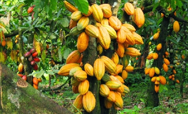 Cocoa farmers to boycott 2021 Farmers’ Day celebration